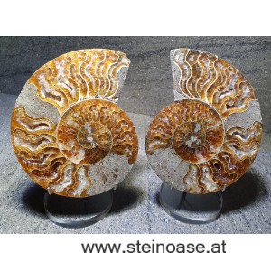 Ammonite Nr.2 - rechts